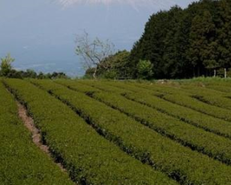 綠茶園